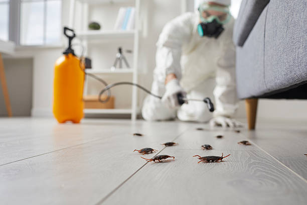 Affordable Termite Control solutions in Columbia, IL